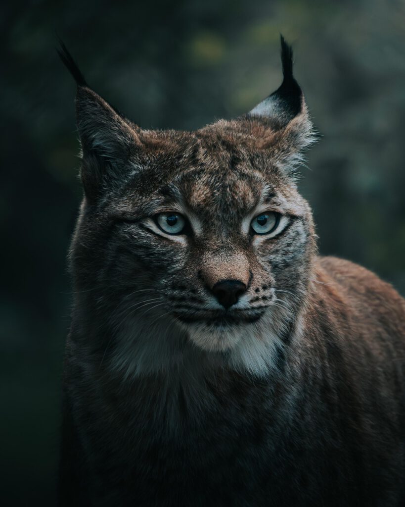 lynx, wildcat, nature, animal, nature photography, animal photography, wildlife, winter, forest, close up
